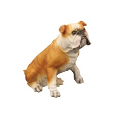 AÇIK KAHVE İNGİLİZ BULLDOG